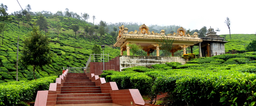 Same Tea Estate